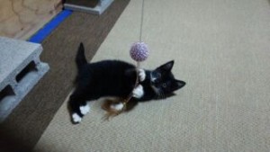 ねこ　猫　ネコ　