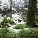 八ケ岳・野辺山高原・こっつぁんち・・カナディアンロッキー　