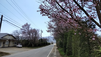 踏切近くの桜
