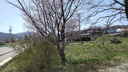
Mさんの桜